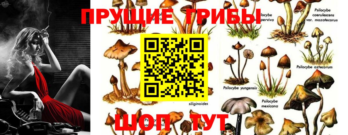 Галлюциногенные грибы Psilocybine cubensis Волгодонск